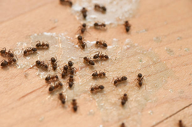 Best Flea Control Services  in Douglas, WY