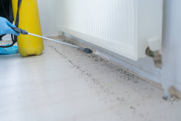 Wasp Removal Services in Douglas, WY